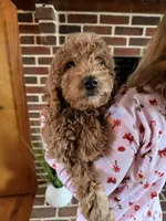 Daisy , a female Irish Doodle for sale in Wellsville, PA – Photo 3 of 3
