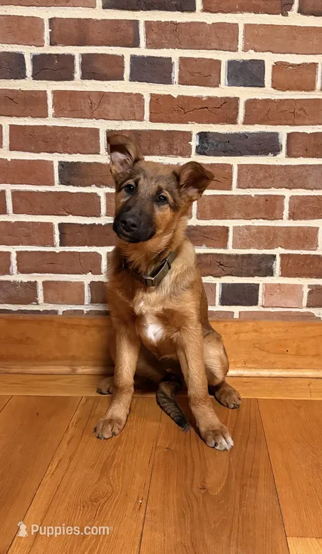 Bella , a female Collie and German Shepherd Dog for sale in Wellsville, PA – Photo 1 of 3