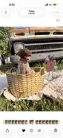 Brinley , a female German Shorthaired Pointer for sale in Wellsville, PA – 3 of 3