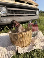 Baylor, a male German Shorthaired Pointer for sale in Wellsville, PA – 4 of 4