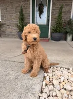Graham, a male Irish Doodle for sale in Wellsville, PA – Photo 1 of 3