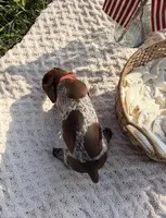 Brinley , a female German Shorthaired Pointer for sale in Wellsville, PA – 2 of 3