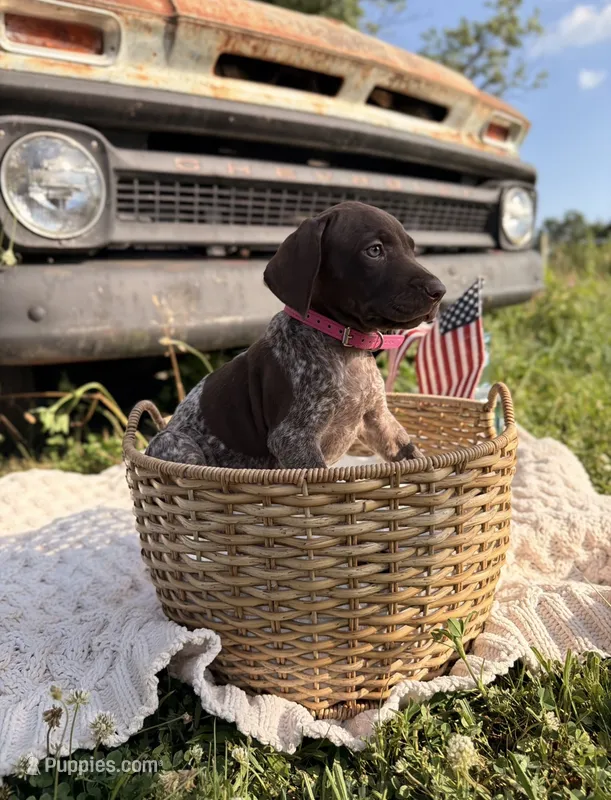 Wrenley – German Shorthaired Pointer puppy for sale in Wellsville, PA