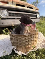 Wrenley, a female German Shorthaired Pointer for sale in Wellsville, PA – 1 of 3