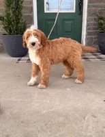Tucker , a male Miniature Bernedoodle for sale in Wellsville, PA – Photo 2 of 4