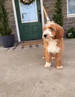 Tucker , a male Miniature Bernedoodle for sale in Wellsville, PA – Photo 4 of 4