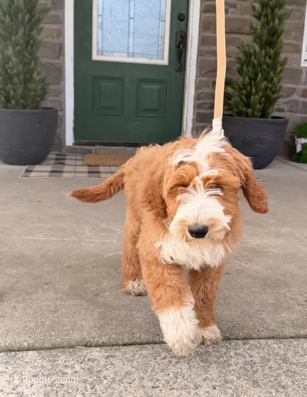 Tucker  – Miniature Bernedoodle puppy for sale in Wellsville, PA
