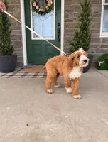 Tucker , a male Miniature Bernedoodle for sale in Wellsville, PA – Photo 3 of 4