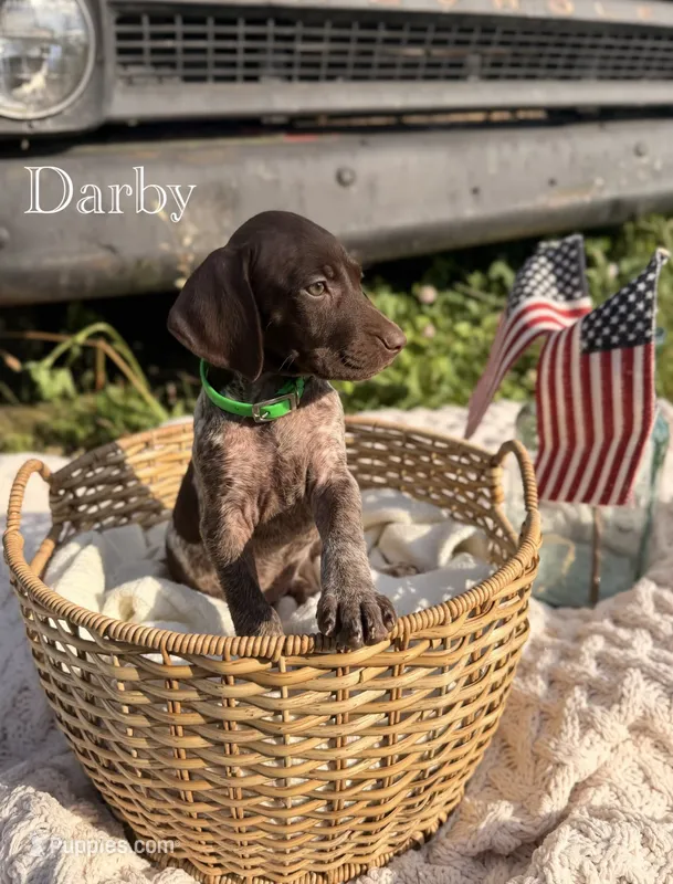 Darby – German Shorthaired Pointer puppy for sale in Wellsville, PA