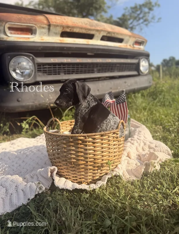 Rhodes – German Shorthaired Pointer puppy for sale in Wellsville, PA