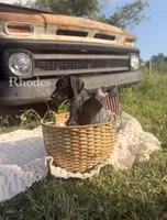 Rhodes, a female German Shorthaired Pointer for sale in Wellsville, PA – 1 of 2