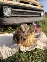 Baylor, a male German Shorthaired Pointer for sale in Wellsville, PA – 3 of 4