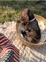 Reese, a female German Shorthaired Pointer for sale in Wellsville, PA – 2 of 3