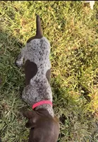 Merritt, a female German Shorthaired Pointer for sale in Wellsville, PA – 3 of 3