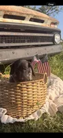 Winslow, a female German Shorthaired Pointer for sale in Wellsville, PA – 2 of 2