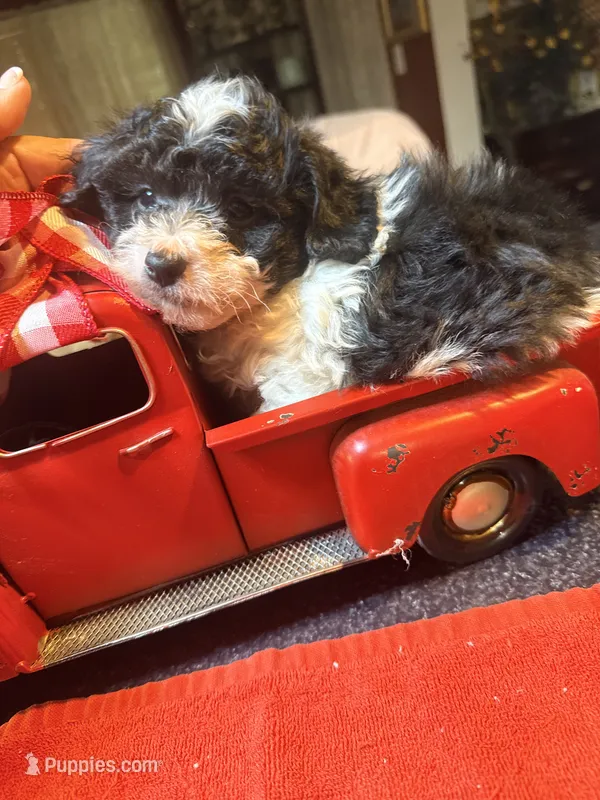 Yeti – Poodle - Toy  puppy for sale in Hyden, KY