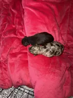 Max, a male Australian Shepherd for sale in Palm Bay, FL – Photo 2 of 3