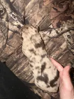 Max, a male Australian Shepherd for sale in Palm Bay, FL – Photo 3 of 3