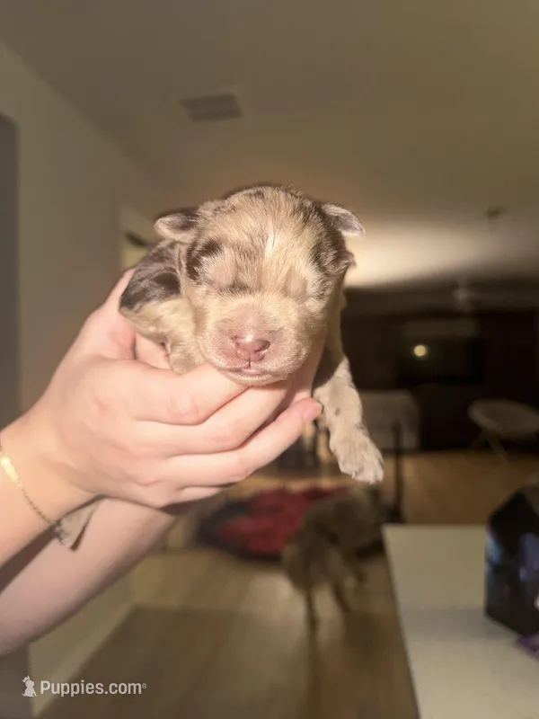 Max, a male Australian Shepherd for sale in Palm Bay, FL – Photo 1 of 3
