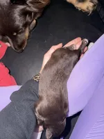 Fiona, a female Australian Shepherd for sale in Palm Bay, FL – Photo 3 of 4