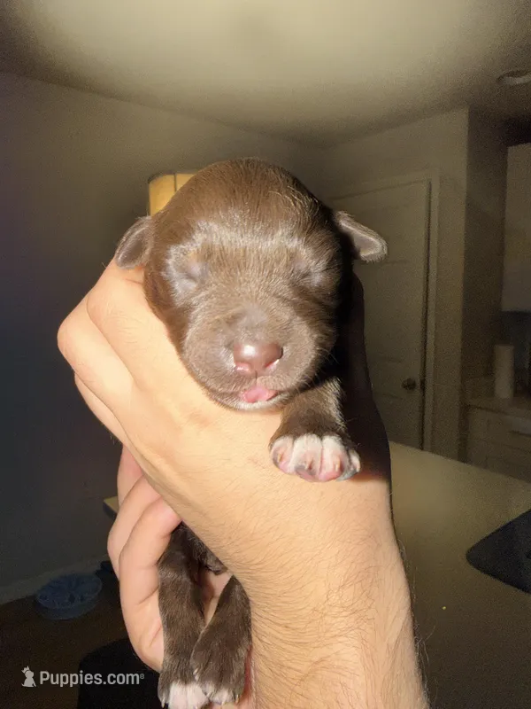 Fiona – Australian Shepherd puppy for sale in Palm Bay, FL