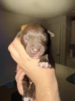 Fiona, a female Australian Shepherd for sale in Palm Bay, FL – Photo 1 of 4