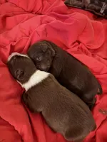 Fiona, a female Australian Shepherd for sale in Palm Bay, FL – Photo 4 of 4