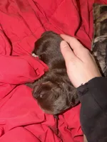 Fiona, a female Australian Shepherd for sale in Palm Bay, FL – Photo 2 of 4