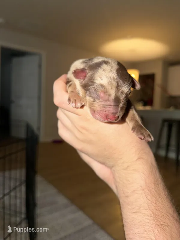 Ace – Australian Shepherd puppy for sale in Palm Bay, FL