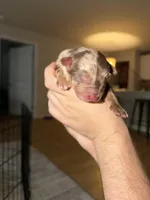 Ace, a male Australian Shepherd for sale in Palm Bay, FL – Photo 1 of 5