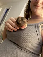 Ace, a male Australian Shepherd for sale in Palm Bay, FL – Photo 2 of 5