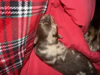 Ace, a male Australian Shepherd for sale in Palm Bay, FL – Photo 5 of 5