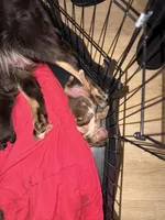 Ace, a male Australian Shepherd for sale in Palm Bay, FL – Photo 4 of 5