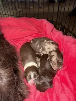 Ace, a male Australian Shepherd for sale in Palm Bay, FL – Photo 3 of 5