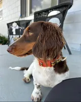 Maple, a female Dachshund for sale in Davenport, FL – 8 of 9
