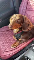 Maple, a female Dachshund for sale in Davenport, FL – 7 of 9