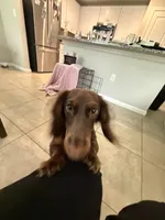 Maple, a female Dachshund for sale in Davenport, FL – 3 of 9