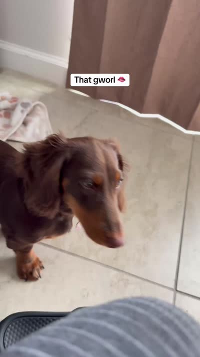 Maple, a female Dachshund for sale in Davenport, FL – 9 of 9