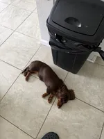 Maple, a female Dachshund for sale in Davenport, FL – 2 of 9