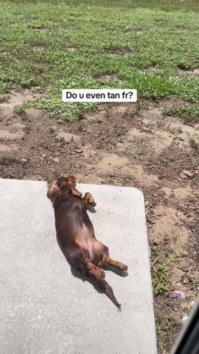 Maple, a female Dachshund for sale in Davenport, FL – 6 of 9