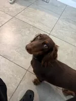 Maple, a female Dachshund for sale in Davenport, FL – 5 of 9