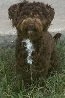 Mars, a male Yorkipoo for sale in Killeen, TX – 1 of 2