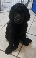 Pure Bred Standard Poodle Puppy, a male Poodle - Standard  for sale in Crestview, FL – 5 of 8