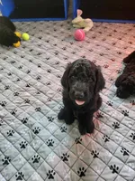 Pure Bred Standard Poodle Puppy, a male Poodle - Standard  for sale in Crestview, FL – 3 of 8