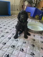 Pure Bred Standard Poodle Puppy, a male Poodle - Standard  for sale in Crestview, FL – 4 of 8