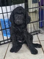 Pure Bred Standard Poodle Puppy, a male Poodle - Standard  for sale in Crestview, FL – 2 of 8
