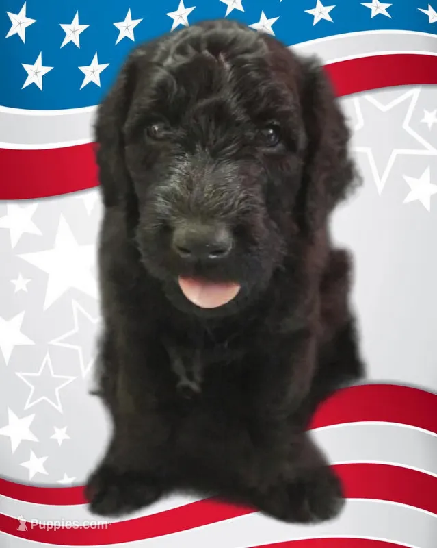 Pure Bred Standard Poodle Puppy – Poodle - Standard  puppy for sale in Crestview, FL