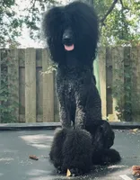 Pure Bred Standard Poodle Puppy, a male Poodle - Standard  for sale in Crestview, FL – 8 of 8