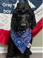 Pure Bred Standard Poodle Puppy, a male Poodle - Standard  for sale in Crestview, FL – 6 of 8