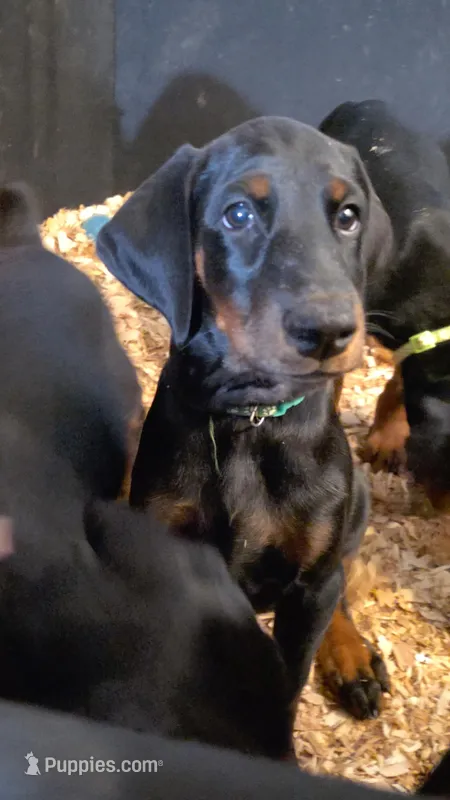 Kiwi (green) – Doberman Pinscher puppy for sale in Kempner, TX